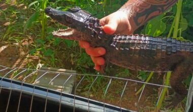 Cleveland County officials ask for help locating loose caiman
