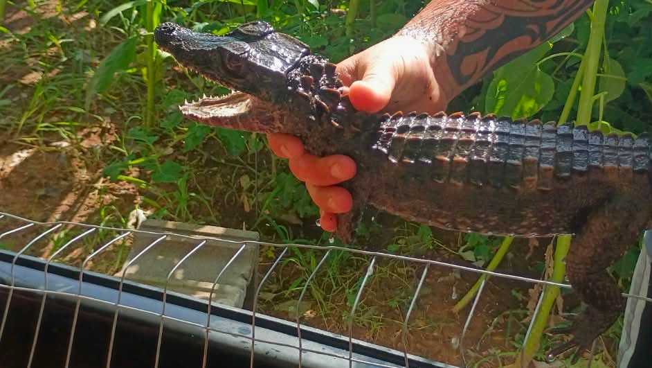Cleveland County officials ask for help locating loose caiman