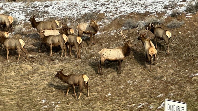 A herd of elk managed to strand itself on a strip of land adjacent to I-80{ } in Salt Lake City on Thursday, Jan. 26, 2022, where Utah Highway Patrol and the Division of Wildlife Resources attempted to herd the animals back toward the foothills near Parleys Canyon. (Photo: Lincoln Graves, KUTV)