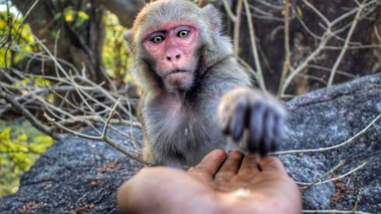 A species native to Asia, they were introduced to Silver Springs State Park in Florida in the 1930s in an attempt to increase tourism and make boat tours more exciting for visitors. An attempt at boosting tourism<br><br>
