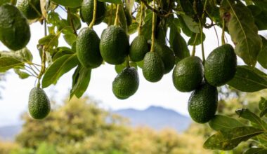 The avocado’s sex life has run on the same schedule for 42 million years