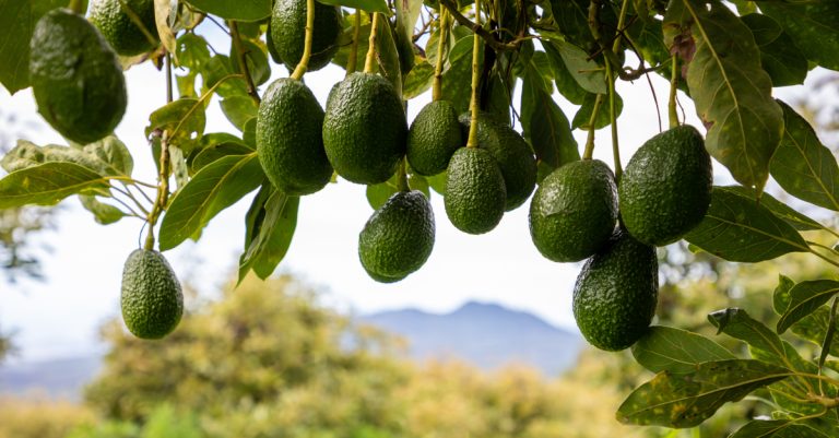 The avocado’s sex life has run on the same schedule for 42 million years