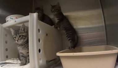 Contagious cat virus outbreak puts MADACC kennels under quarantine