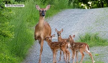 Maine photographer inspired by three-legged deer caring for fawns