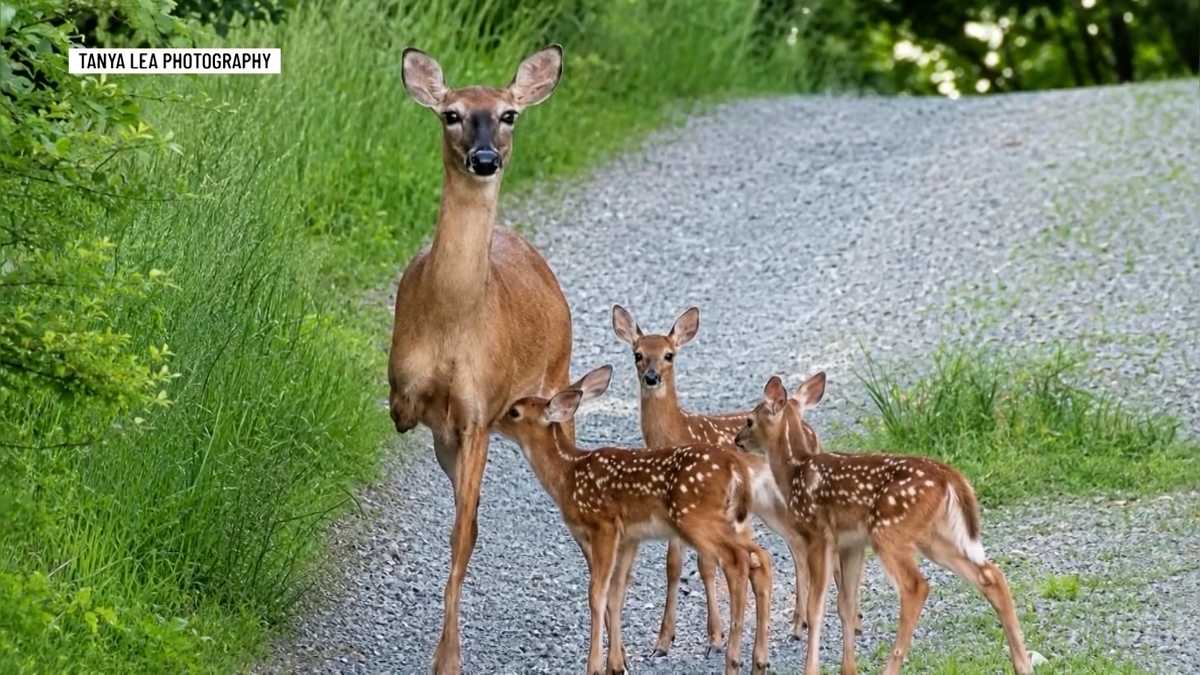 Maine photographer inspired by three-legged deer caring for fawns