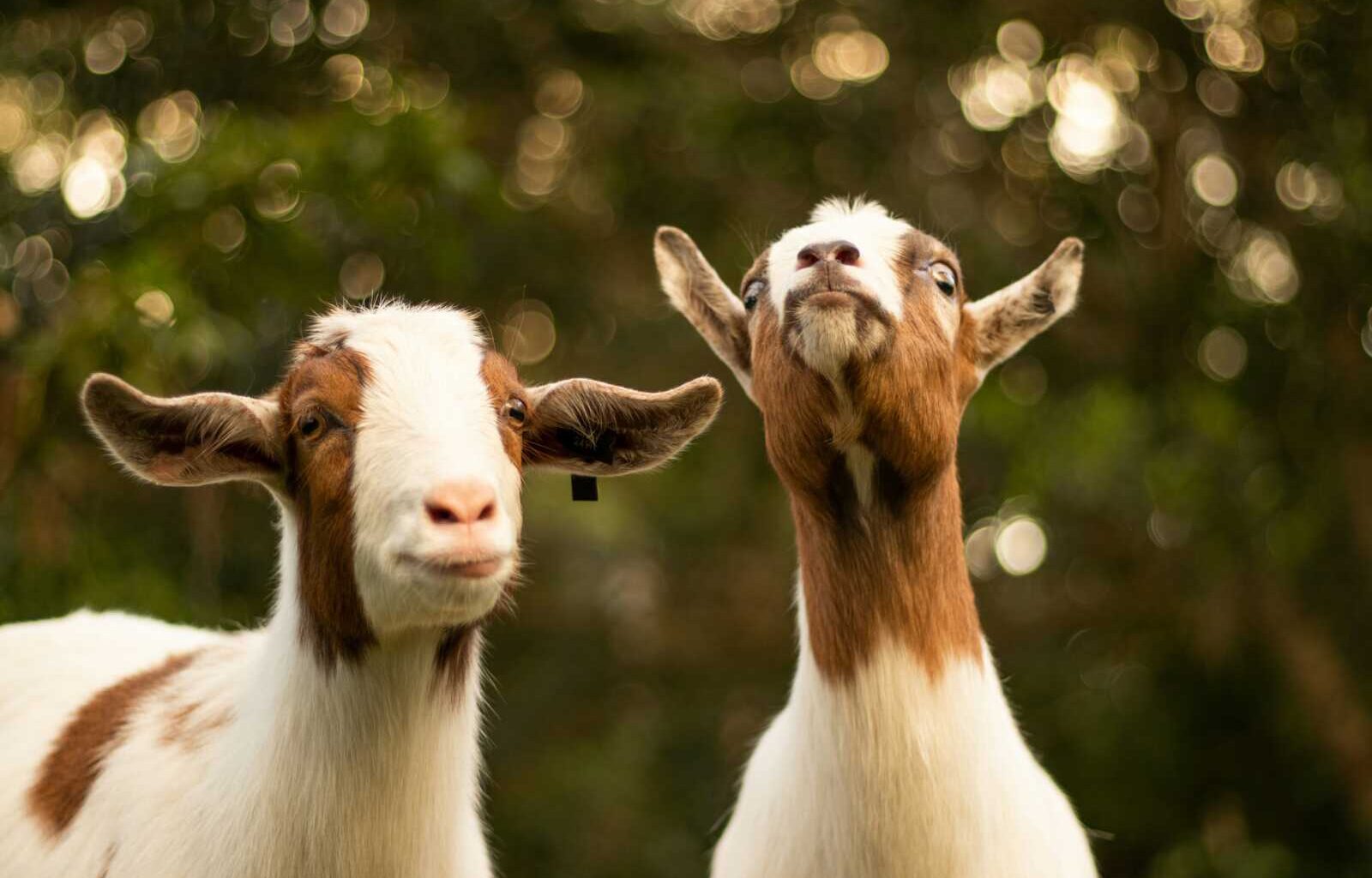 Two goats with white and brown coats gaze upward toward the camera in a sunlit, bokeh-filled background.