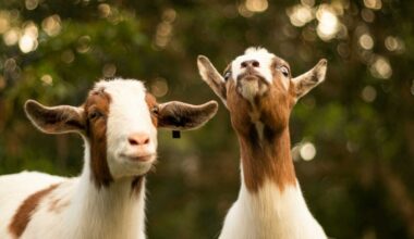 Two goats with white and brown coats gaze upward toward the camera in a sunlit, bokeh-filled background.