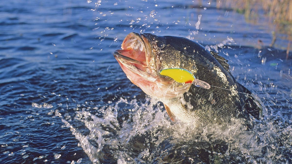 Largemouth bass fights a minnow imitation lure.