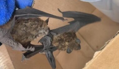 Bat inside Golden Valley home attacks other bat before testing positive for rabies