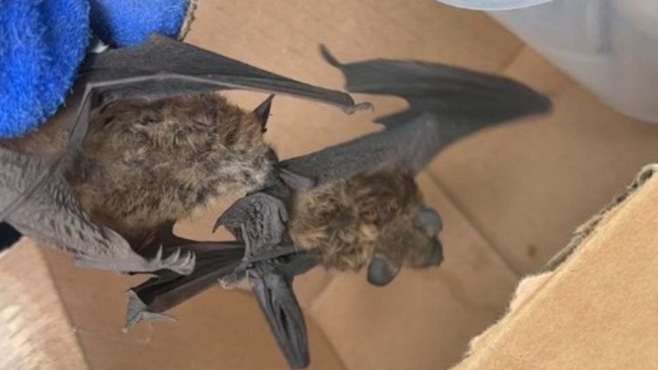 Bat inside Golden Valley home attacks other bat before testing positive for rabies