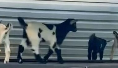 Four baby goats test positive for rabies at NC petting zoo :: WRAL.com