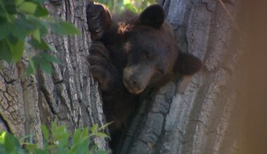 Colorado wildlife agents remove bear from south Denver neighborhood after it climbed a tree and drew a crowd