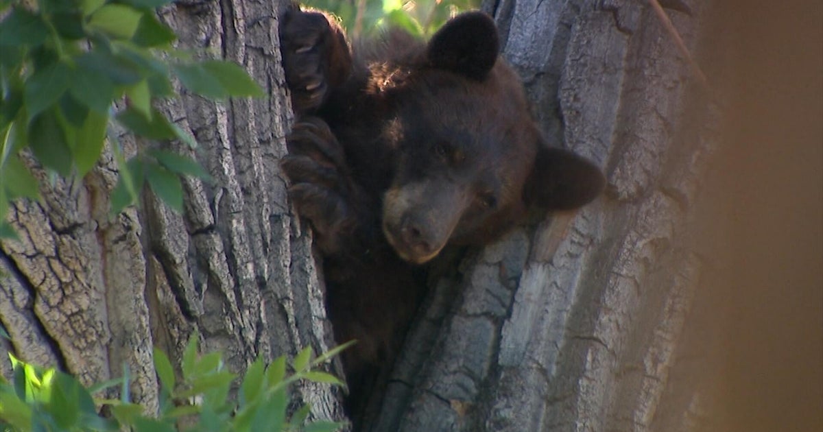 bear2.jpg
