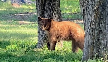 Bear collisions up so far this year