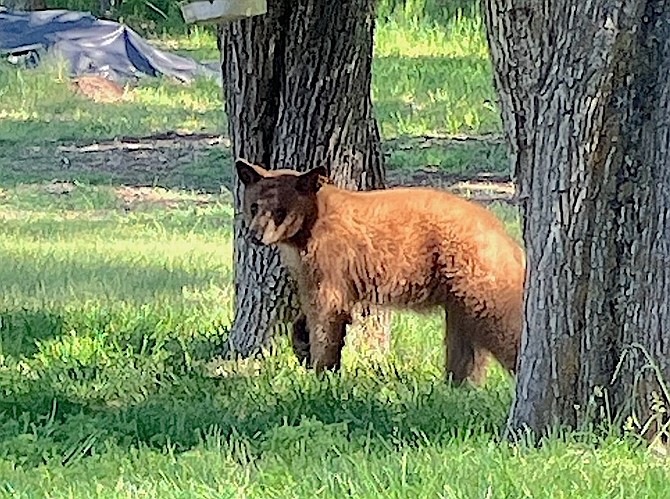Genoa Town Board member-elect Perry Hand took this photo of a bear in his back yard.