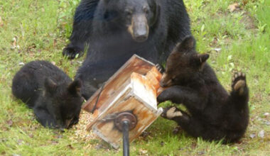 Bears entering hyperphagia as fall approaches