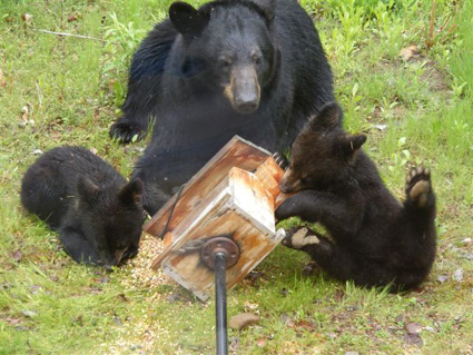 Bears entering hyperphagia as fall approaches