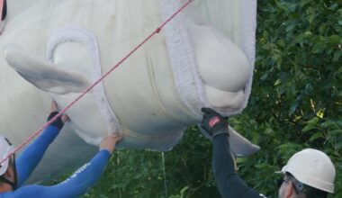 7 more beluga whales arrive in Texas as international relocation effort continues