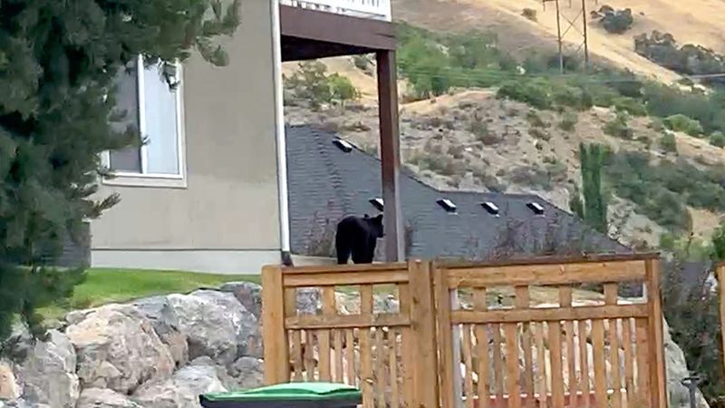 Wildlife crews and police officers were called to a Provo neighborhood after reports of young bear wandering through the area on Wednesday, August 12, 2026. (Photo: Sierra Dickson)