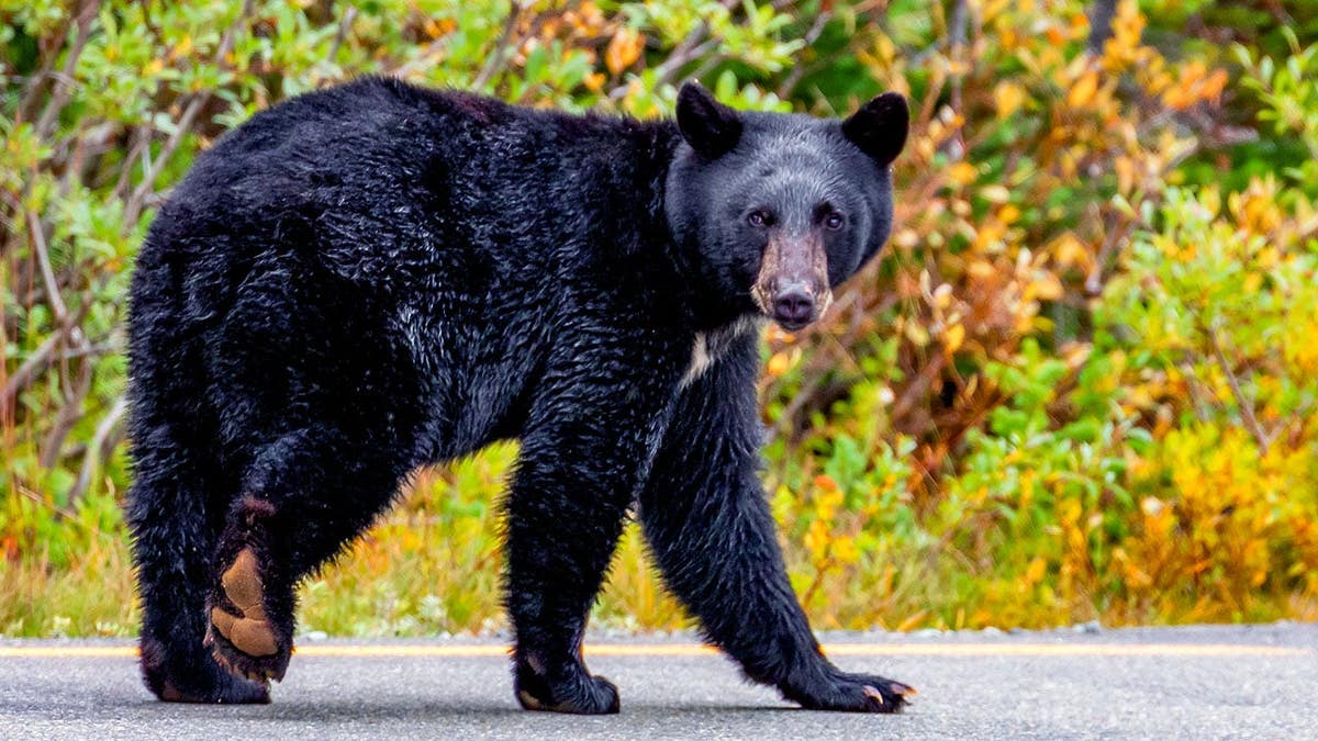 Black bear walks on a road at Mount Rainier in Washington.