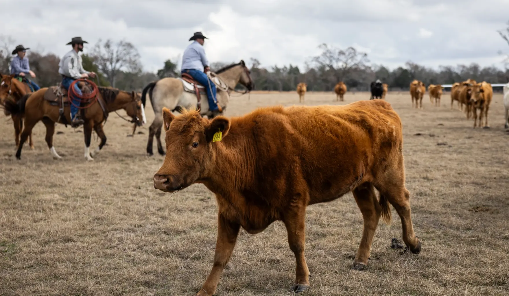 cattle
