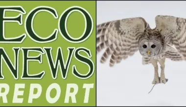 THE ECONEWS REPORT: Barred Owl Removal, Working as Intended | Lost Coast Outpost