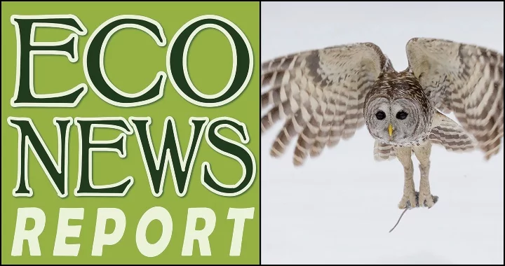 THE ECONEWS REPORT: Barred Owl Removal, Working as Intended | Lost Coast Outpost