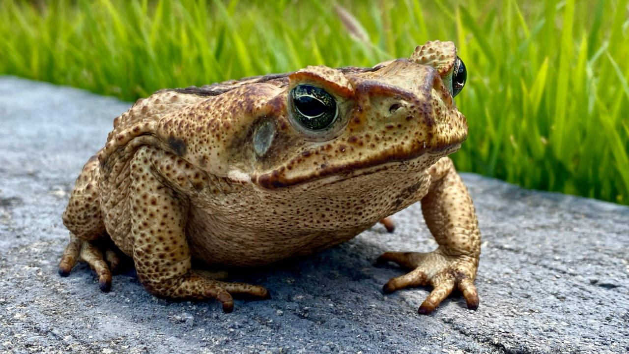 Cane toads Cane toads