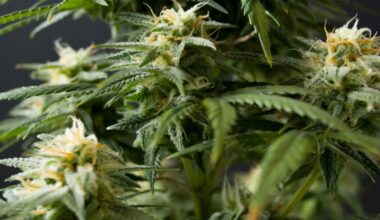 A 15-Year-Old's Cannabis 'Scromiting' Got So Bad His Brain Started Shutting Down