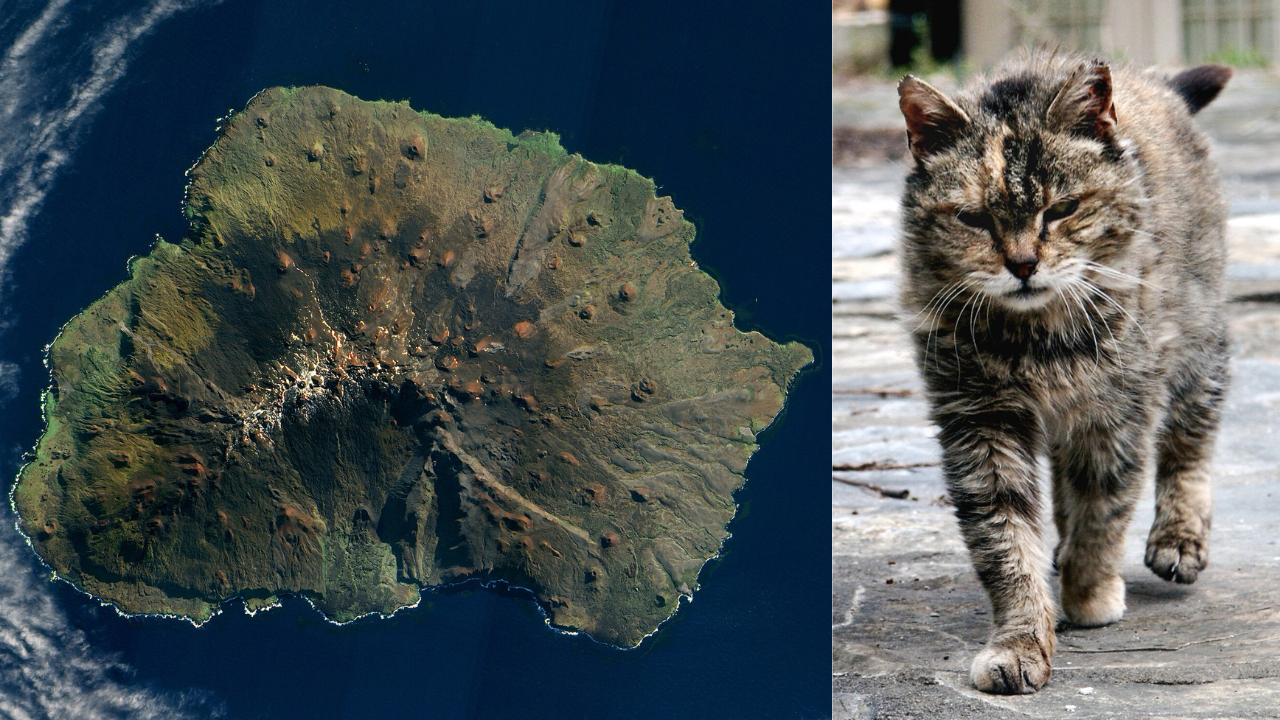 Satellite view of Marion Islands | Wikimedia Commons cat (2)