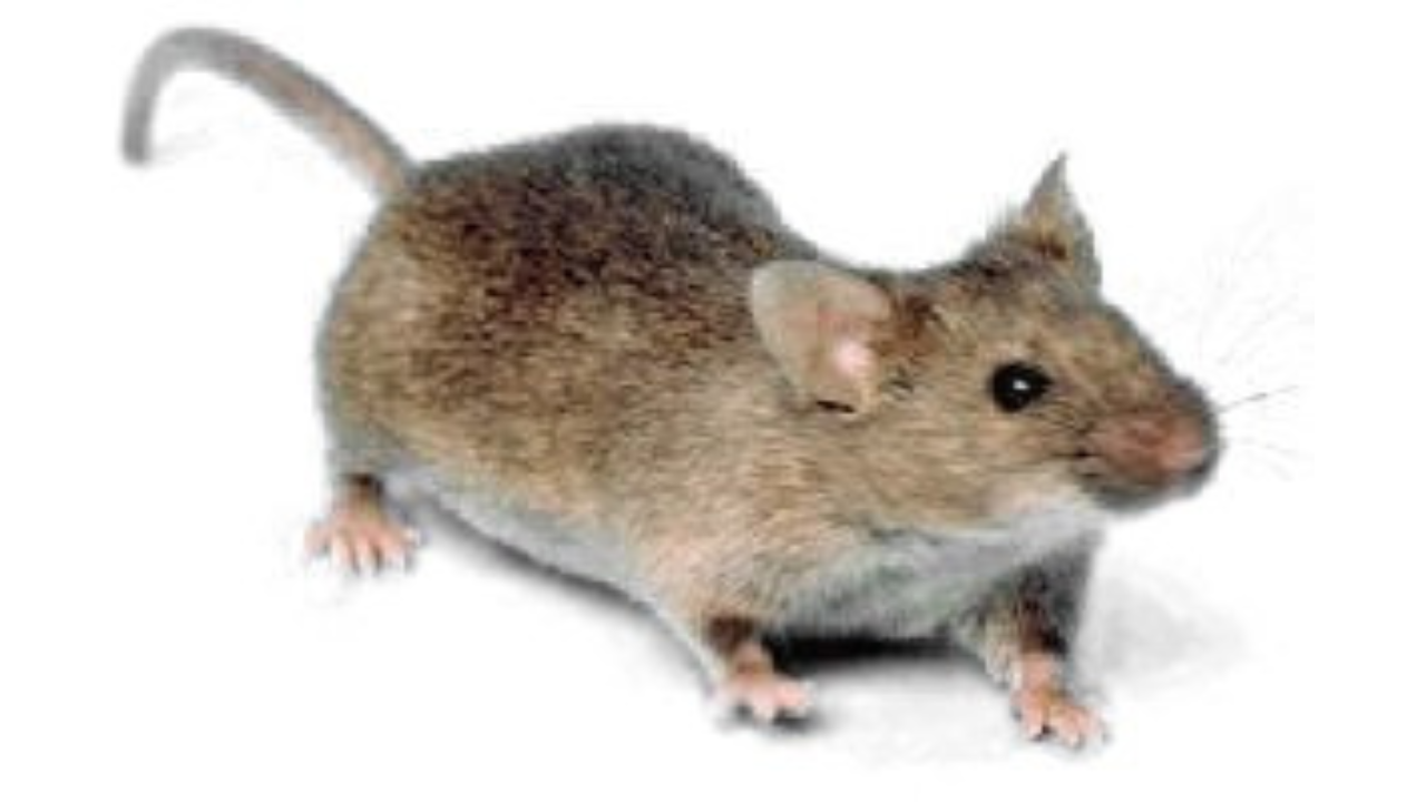House mouse | Wikimedia Commons cat (3)