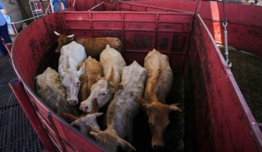 Experts: Mexican cattle imports won’t cut U.S. beef prices