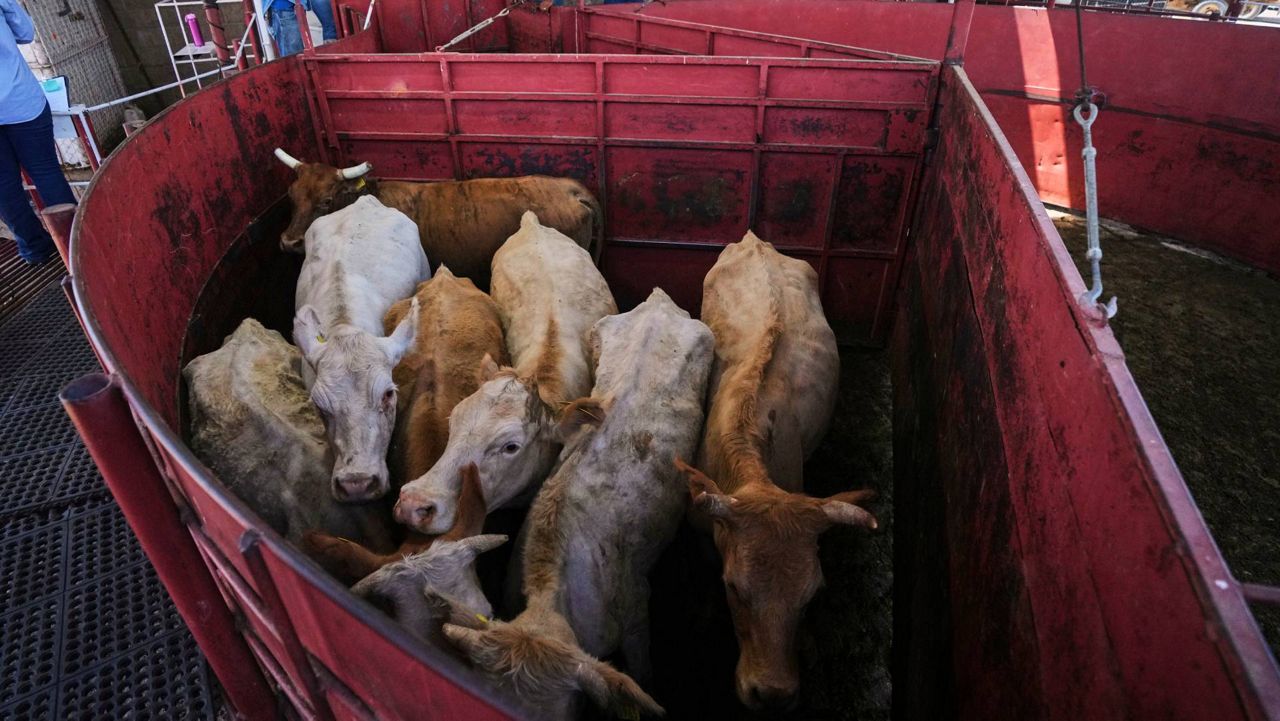 Experts: Mexican cattle imports won’t cut U.S. beef prices