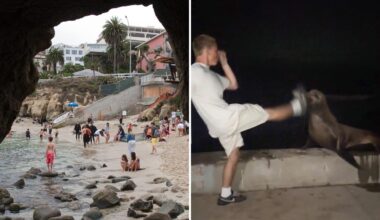 La Jolla teen faces justice after kicking helpless sea lion in viral attack
