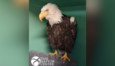 Big Bear bald eagle Jackie to be honored at Ontario Tower Buzzers game