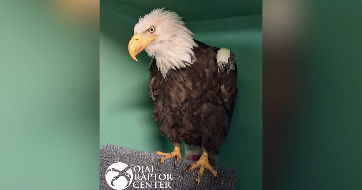 Big Bear bald eagle Jackie to be honored at Ontario Tower Buzzers game