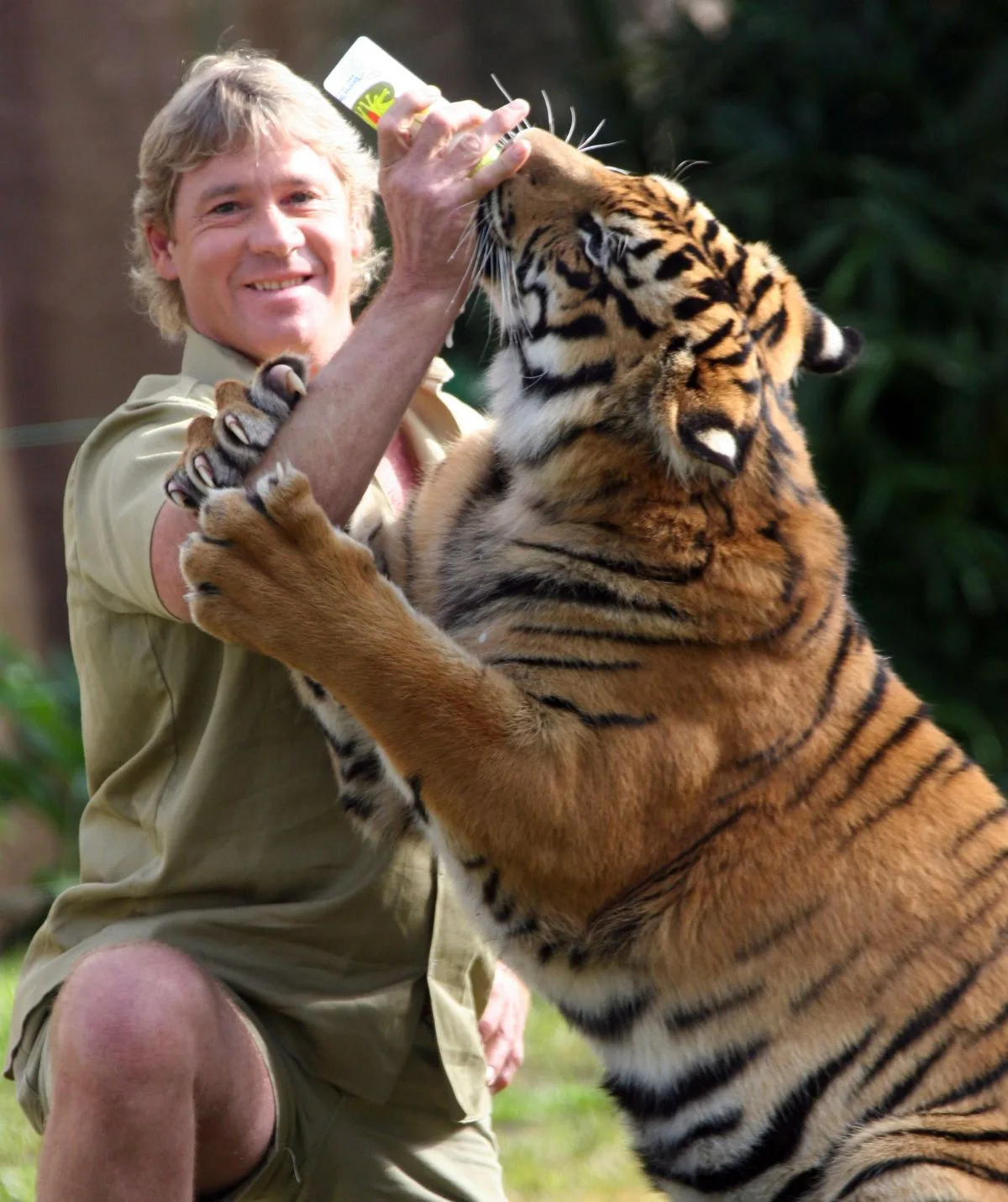 Steve Irwin feeding a tiger