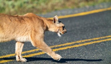 Mountain lions make California roads more safe for drivers: study