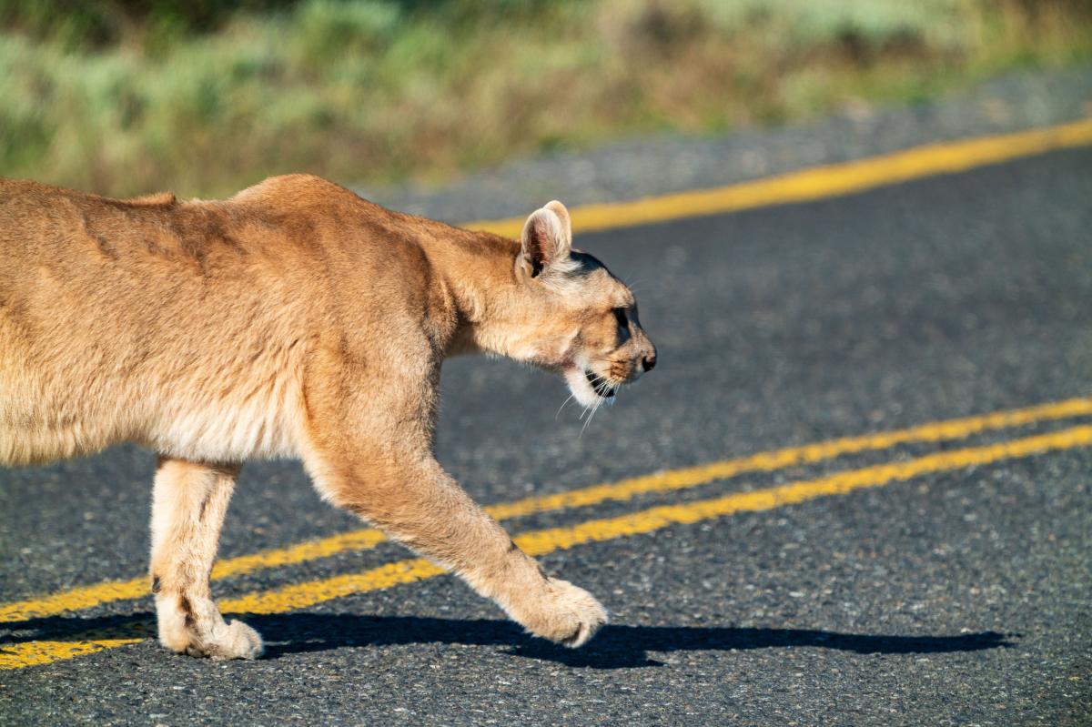 Mountain lions make California roads more safe for drivers: study