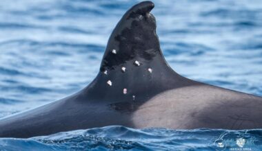 Oldest known Iberian orca found with potential shotgun wounds sparking investigation from officials