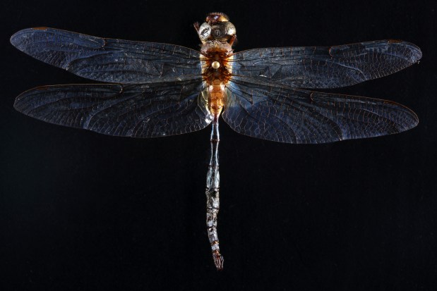 An endangered Hine's emerald dragonfly (Somatochlora hineana) specimen from Door County, Wisconsin, is in a collection at the Field Museum on Sept. 1, 2017. (E. Jason Wambsgans/Chicago Tribune)