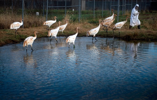 Jane Chandler, dressed in a whooping crane costume, leads a flock of whooping cranes being raised in captivity, at the US Geological Survey's Patuxent Wildlife Research Center on Nov. 19, 2013, in Laurel, Maryland. Patuxent Wildlife Research Center has been home to efforts to replenish the whooping crane population since 1967. (Brendan Smialowski/Getty)