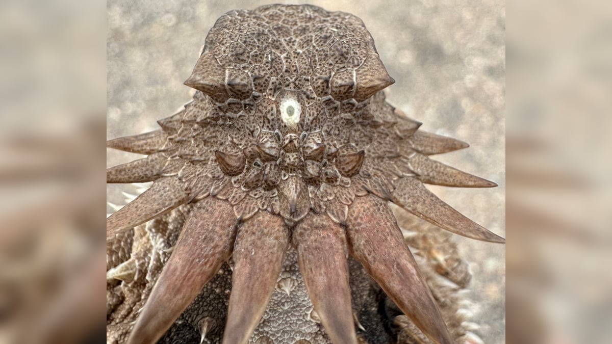 The Strange Origin of The Human Eye May Trace Back to a 600-Million-Year-Old 'Cyclops' : ScienceAlert