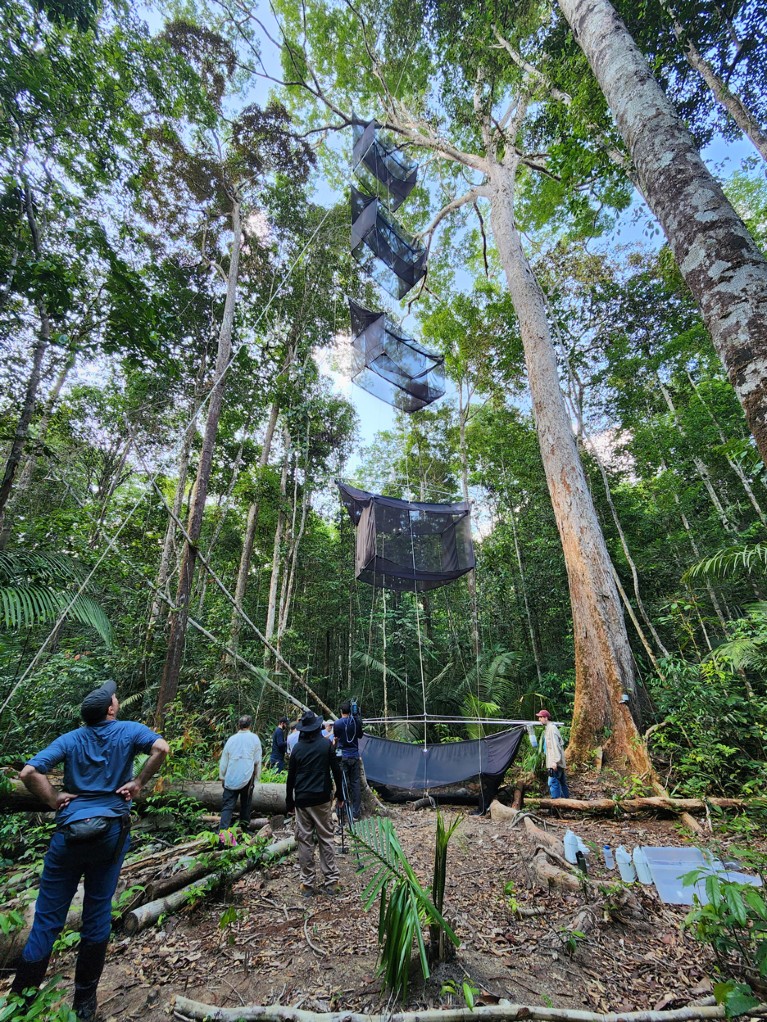 Researchers in a tropical rainforest look up to a cascade system of suspended mesh traps used to collect insects