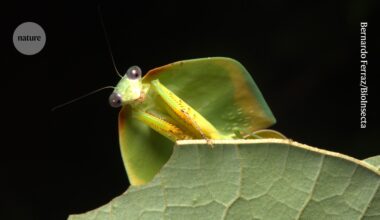 Tiny patch of Amazon probably holds 40,000 insect species — many new to science