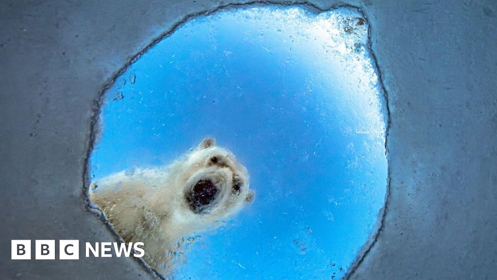 Wildlife Photographer of the Year 2026 – the best pictures so far