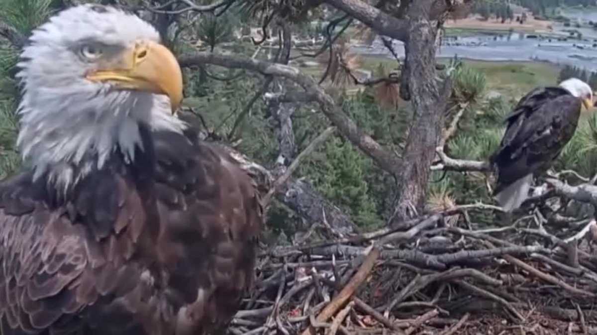 Bald eagle Shadow spotted with KD1 days after Jackie's death