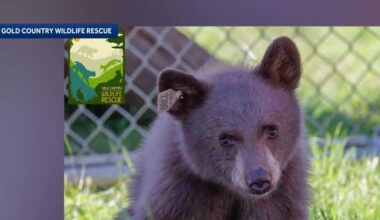 Orphaned bear cub found with beanbag round and plastic cap inside hind leg