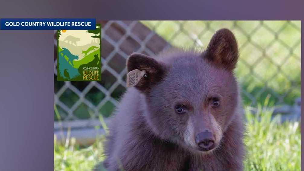 Orphaned bear cub found with beanbag round and plastic cap inside hind leg
