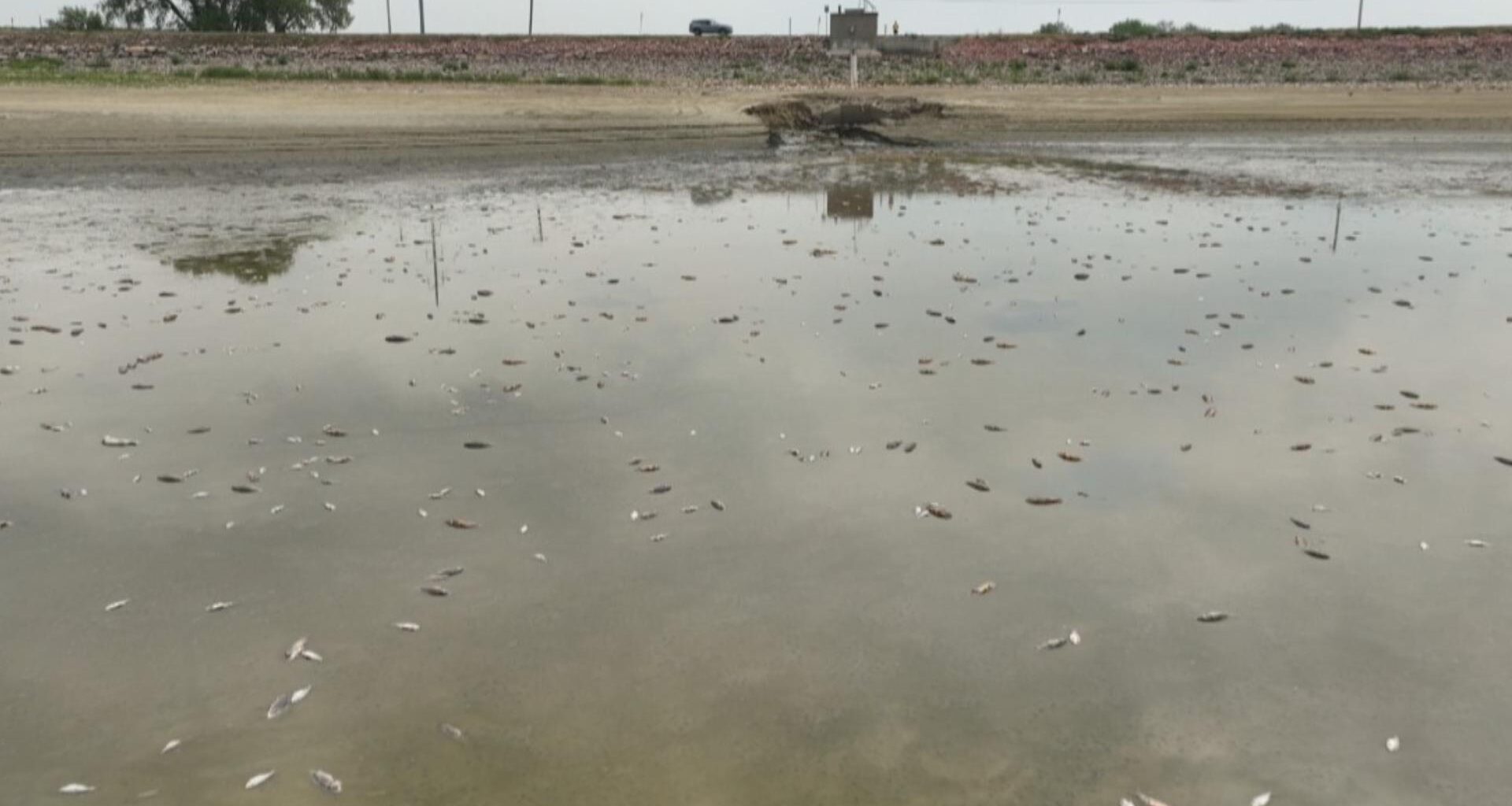 Thousands of fish die around Boyd Lake during drought conditions